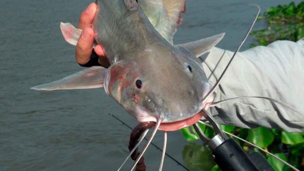 bigode peixe de couro
