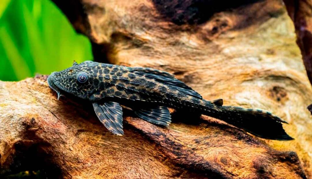 Peixe Cascudo