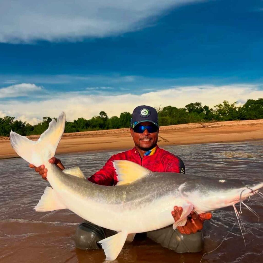 Peixe Piraiba